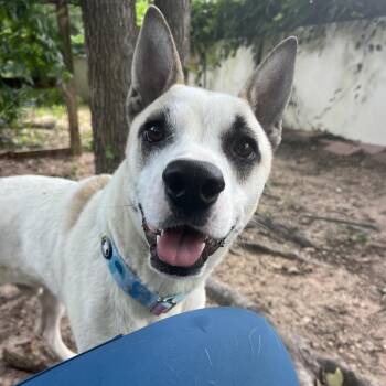 Toaster -  Akita Dog for Adoption in Klein, Texas - Toaster | PetCurious