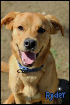 Golden Retriever Dogs Available for Adoption in Shippenville, Pennsylvania - Ryder | PetCurious