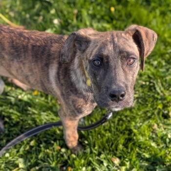 Mixed Breed Dogs Available for Adoption in Prairie Du Chien, Wisconsin - Louise | PetCurious