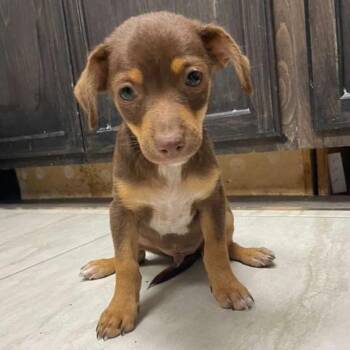 Tito -  Chihuahua Dog for Adoption in Laredo, Texas - Tito | PetCurious