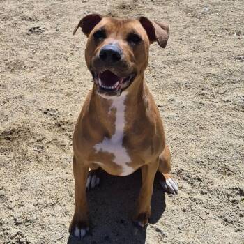 American Staffordshire Terrier Dogs Available for Adoption in Reno, Nevada - Reggie | PetCurious