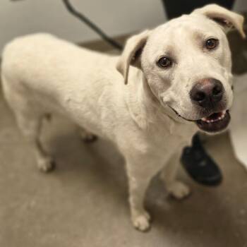 Labrador Retriever Dogs Available for Adoption in Tulsa, Oklahoma - Sypher | PetCurious