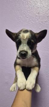 61524210 -  Siberian Husky and Mixed Breed Dog for Adoption in El Paso, Texas - 61524210 | PetCurious