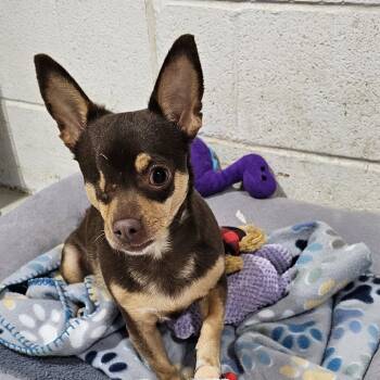 Rescue Chihuahua Dogs for Adoption in Midland, Texas - Devina | PetCurious
