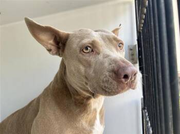 Rescue Pit Bull Terrier Dogs for Adoption in Houston, Texas - A645340 | PetCurious