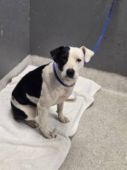 FAYE -  American Staffordshire Terrier and Mixed Breed Dog for Adoption in Tallahassee, Florida - FAYE | PetCurious