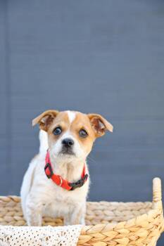 Wilde -  Cairn Terrier Dog for Adoption in Salt Lake City, Utah - Wilde | PetCurious