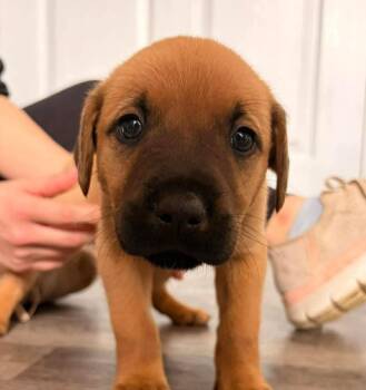 Catahoula Leopard Dog Dogs Available for Adoption - Romeo | PetCurious