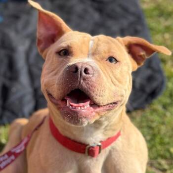 Terrier Dogs Available for Adoption in Bloomfield, Connecticut - Saleta | PetCurious