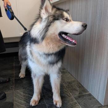 Luca -  Alaskan Malamute Dog for Adoption in Clearwater, Florida - Luca | PetCurious