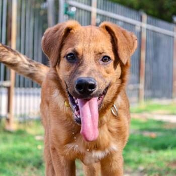 Fig -  German Shepherd Dog and Dogue De Bordeaux Dog for Adoption in Mansfield, Texas - Fig | PetCurious