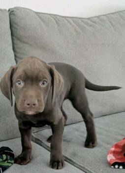 Labrador Retriever and American Bulldog Dogs Available for Adoption - Peanut | PetCurious