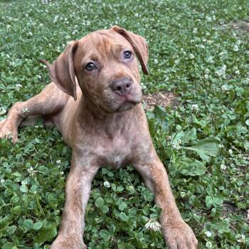 Baby -  Shepherd and Rottweiler Dog for Adoption in Rock Hill, South Carolina - Baby | PetCurious