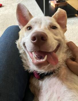 Marigold -  Australian Cattle Dog Blue Heeler Dog for Adoption in Mooresville, North Carolina - Marigold | PetCurious