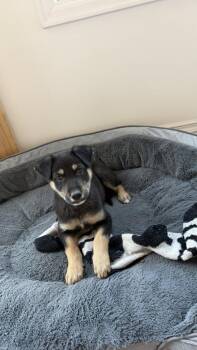 Shepherd and Husky Dogs Available for Adoption - Buster Dougs | PetCurious
