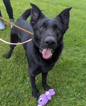 Kai -  German Shepherd Dog Dog for Adoption in Valparaiso, Indiana - Kai | PetCurious