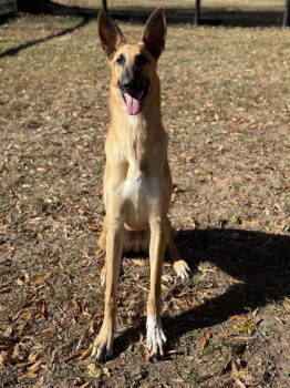 Rescue Shepherd and Borzoi Dogs for Adoption in Midland, Virginia - Itchy | PetCurious
