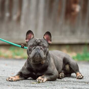 French Bulldog Dogs Available for Adoption in Chester Springs, Pennsylvania - Tippett | PetCurious