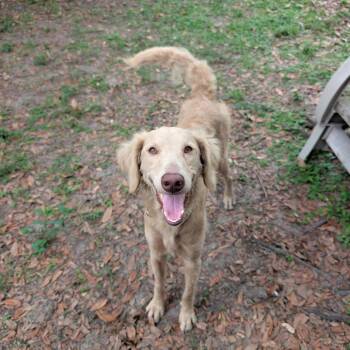 Suss -  Golden Retriever and Weimaraner Dog for Adoption in Lakeland, Florida - Suss | PetCurious