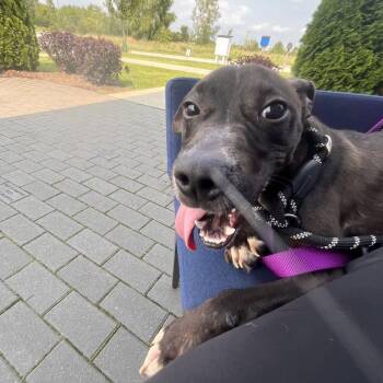 Bunky -  Pit Bull Terrier and Mixed Breed Dog for Adoption in Matteson, Illinois - Bunky | PetCurious