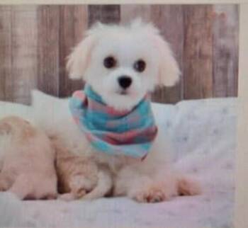 Gold -  Maltese Dog for Adoption in Washington, District Of Columbia - Gold | PetCurious