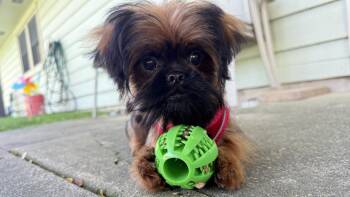 Cookie the Shiffon -  Shih Tzu and Wirehaired Pointing Griffon Dog for Adoption in Wheaton, Illinois - Cookie The Shiffon | PetCurious