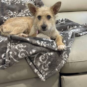 Chai is a very good boy -  Yorkshire Terrier and Fox Terrier Dog for Adoption in Lockhart, Texas - Chai Is A Very Good Boy | PetCurious