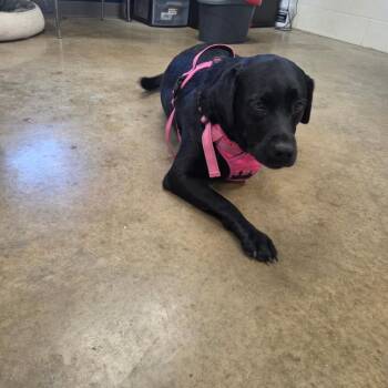 Piper -  Labrador Retriever Dog for Adoption in Jasper, Indiana - Piper | PetCurious