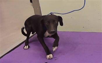 KEVIN -  Chihuahua and Mixed Breed Dog for Adoption in Houston, Texas - KEVIN | PetCurious