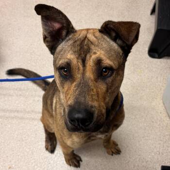 Pedrito -  Mixed Breed Dog for Adoption in Murray, Utah - Pedrito | PetCurious