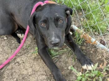 MISS BLAQUE -  Pit Bull Terrier Dog for Adoption in Tulsa, Oklahoma - MISS BLAQUE | PetCurious