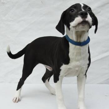 Labrador Retriever and Mixed Breed Dogs Available for Adoption in South Elgin, Illinois - Walker | PetCurious