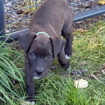 Sterling -  Mixed Breed Dog for Adoption in Wilsall, Montana - Sterling | PetCurious