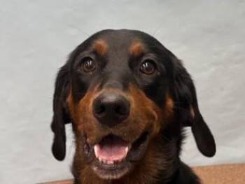 Mayzie -  Coonhound and Golden Retriever Dog for Adoption in Golden Valley, Minnesota - Mayzie | PetCurious