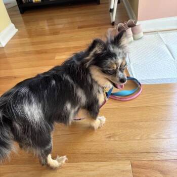 Breezy -  Pomeranian and Husky Dog for Adoption in Campton Hills, Illinois - Breezy | PetCurious