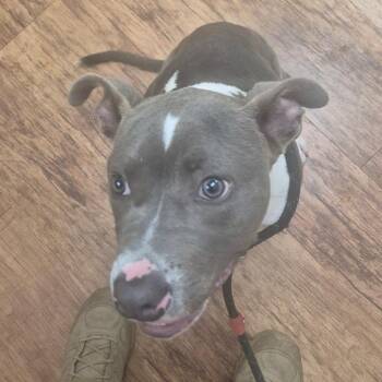 Terrier Dogs Available for Adoption in Montgomery, Alabama - Lucky | PetCurious