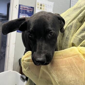 Lola -  Mixed Breed Dog for Adoption in Marble, North Carolina - Lola | PetCurious