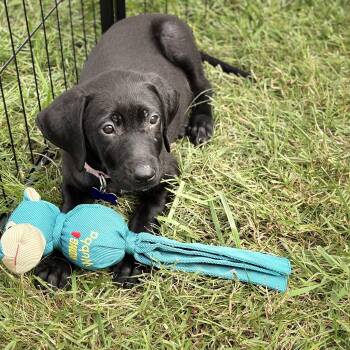 Samantha -  Mixed Breed Dog for Adoption in Columbia, Maryland - Samantha | PetCurious