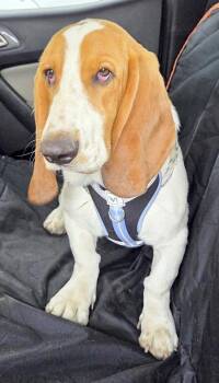 MAX -  Basset Hound Dog for Adoption in Hamilton, New Jersey - MAX | PetCurious
