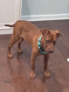 Shepherd Dogs Available for Adoption in Tonawanda, New York - Red | PetCurious