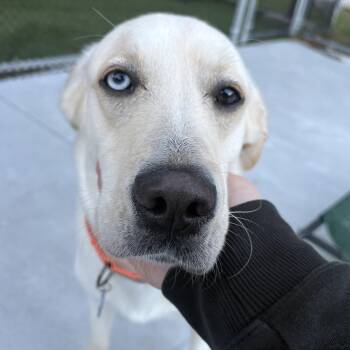 Princessa -  Mixed Breed Dog for Adoption in Eatontown, New Jersey - Princessa | PetCurious