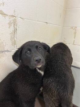Black Labrador Retriever and Shepherd Dogs Available for Adoption in Nacogdoches, Texas - Andromeda | PetCurious