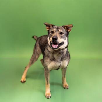German Shepherd Dog Dogs Available for Adoption in Lawrenceville, Georgia - Pen 152 Honey | PetCurious