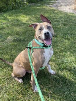 Rescue Mixed Breed Dogs for Adoption in Pontiac, Michigan - Drakko | PetCurious