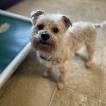 Cairn Terrier and Mixed Breed Dogs Available for Adoption - Kevin | PetCurious