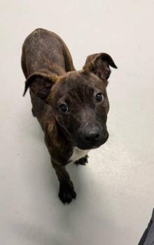 Mixed Breed Dogs Available for Adoption in Lake City, Michigan - Tipsy (6998) | PetCurious