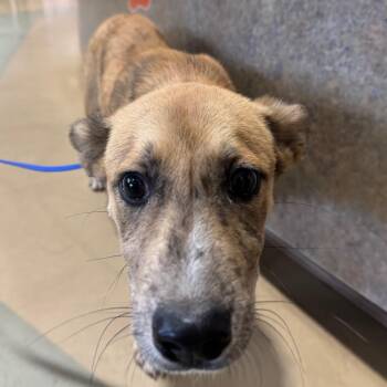 Mowgli -  Mixed Breed Dog for Adoption in Winston-salem, North Carolina - Mowgli | PetCurious