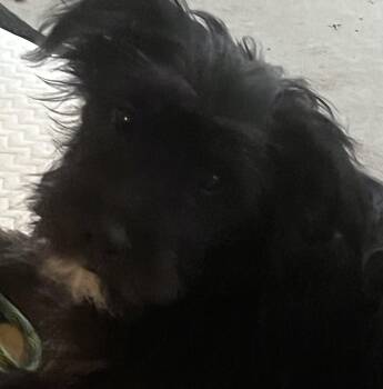 Zinnia -  Poodle and Terrier Dog for Adoption in Longmont, Colorado - Zinnia | PetCurious