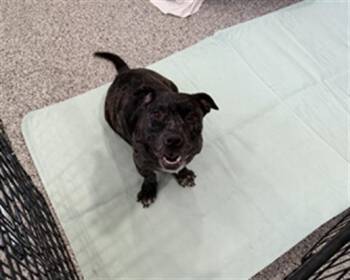 ELLIE -  Pit Bull Terrier and American Bulldog Dog for Adoption in Redlands, California - ELLIE | PetCurious