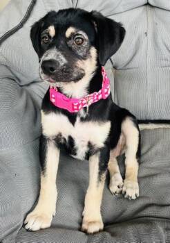 Australian Cattle Dog Blue Heeler and German Shepherd Dog Dogs Available for Adoption in Liverpool, Texas - Daphne | PetCurious